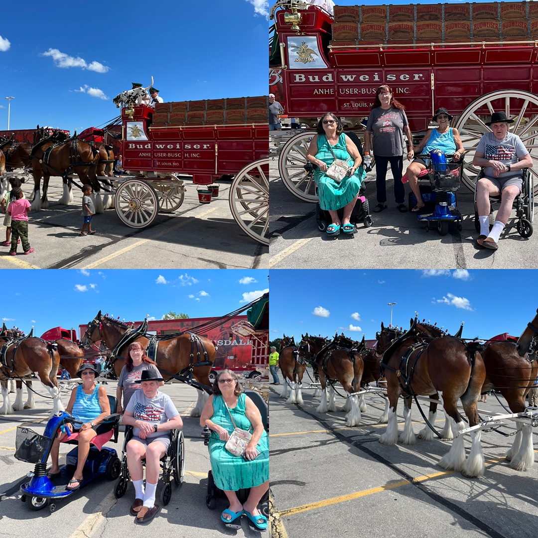 Clydesdales