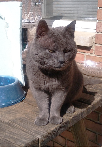 Smokey the Liberty Nursing Center Cat