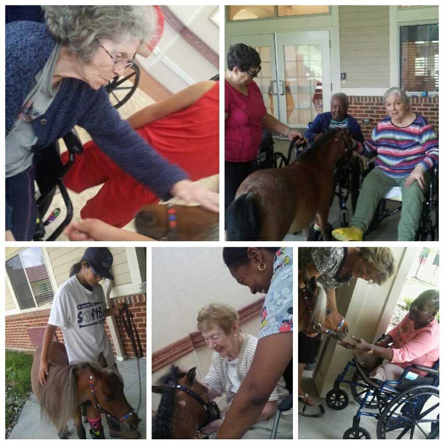 Miniature Horse Visit