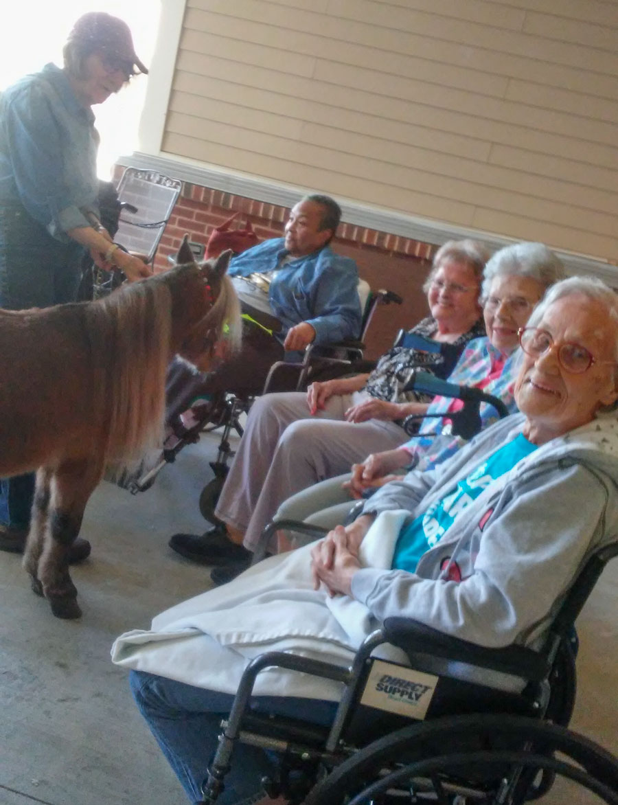 Tiny Horses With Big Personality