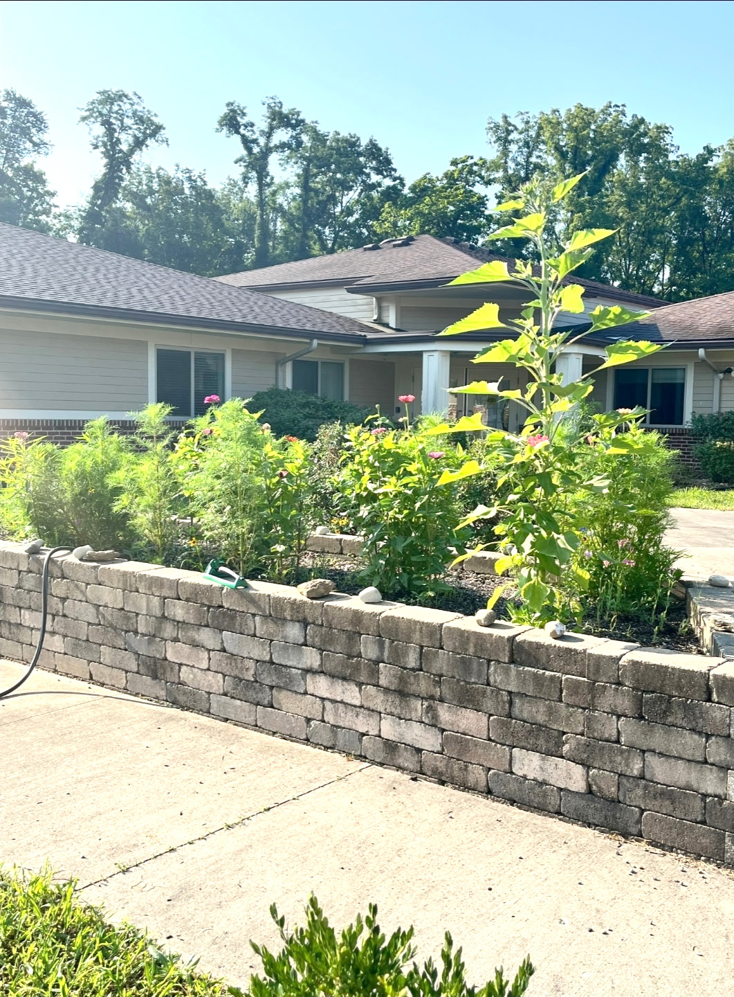 Resident Garden Club - Sunflowers!