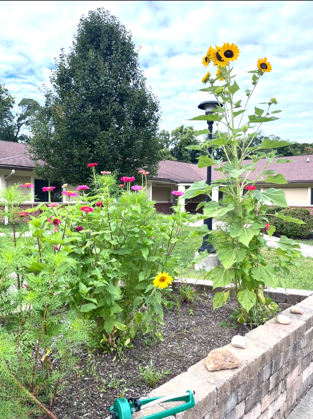 Liberty Garden Club Sunflowers